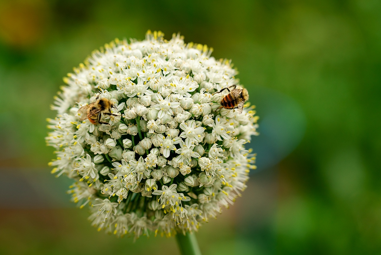 A single round flower with two bees perched on it, set against a softly blurred bokeh background.